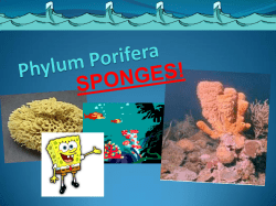 Phylum Porifera