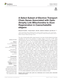 A Select Subset of Electron Transport Chain Genes Associated with