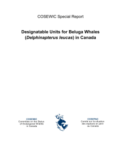 Designatable Units for Beluga Whales (Delphinapterus leucas) in