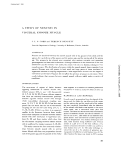 a study of nexuses in visceral smooth muscle