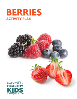 activity plan - Freckles and Frills