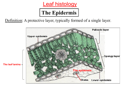 The Epidermis Leaf histology