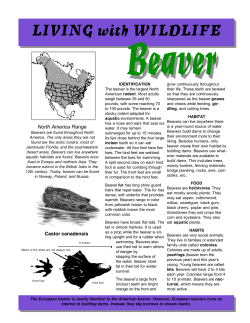 Living with Beaver - Internet Center for Wildlife Damage Management