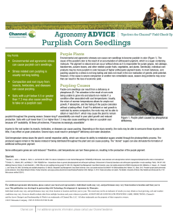 Purplish Corn Seedlings