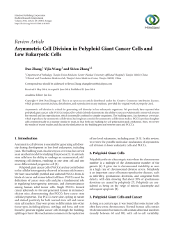 Asymmetric Cell Division in Polyploid Giant Cancer Cells and Low