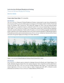 Larix laricina Wetland Biophysical Setting Tamarack