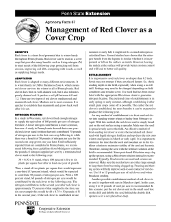 Management of Red Clover as a Cover Crop
