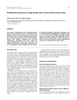 Proliferative behaviour of high-ploidy cells in two murine tumour lines