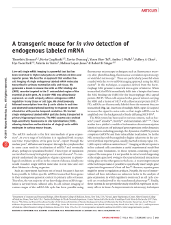 A transgenic mouse for in vivo detection of endogenous labeled mrnA