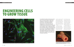ENGINEERING CELLS TO GROW TISSUE