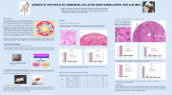 growth of oocytes in pig primordial follicles xenotransplanted into