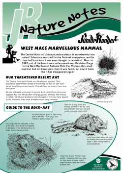 Nature Notes - Central Rock-rat
