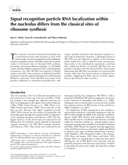 Signal recognition particle RNA localization within the nucleolus