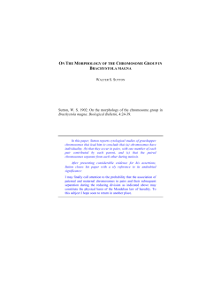 Morphology of the Chromosome Group in Brachystola Magna