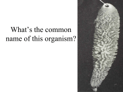 Sponge