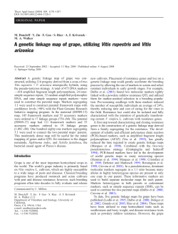 A genetic linkage map of grape, utilizing Vitis rupestris and Vitis