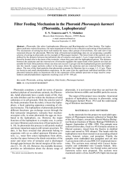 Filter Feeding Mechanism in the Phoronid Phoronopsis harmeri