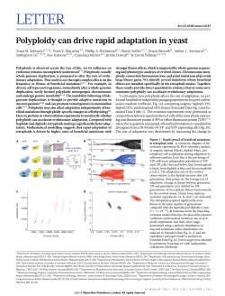 Polyploidy can drive rapid adaptation in yeast