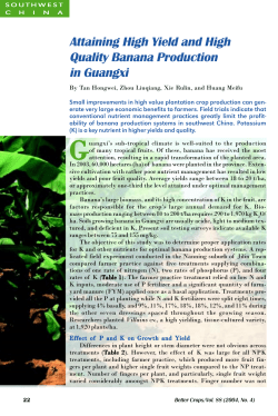 Attaining High Yield and High Quality Banana Production in Guangxi