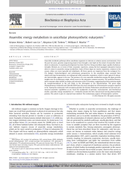 Anaerobic energy metabolism in unicellular