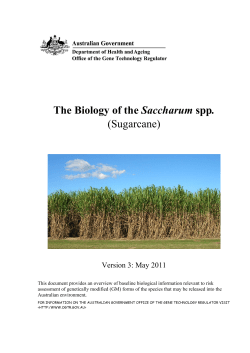 The Biology of the Saccharum spp. (Sugarcane)