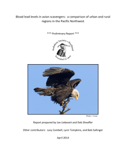 Blood lead levels in avian scavengers