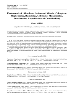 tisk/print - elateridae