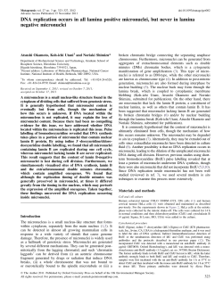 DNA replication occurs in all lamina positive