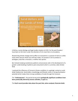 Sand Dollars and the Sands of Time: Patterns of Scutelline