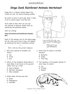 Dingo Dan`s Rainforest Animals Worksheet