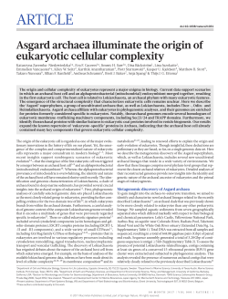 Asgard archaea illuminate the origin of eukaryotic cellular complexity