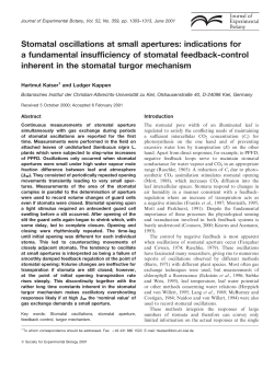 Stomatal oscillations at small apertures