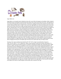 Sugar Glider care Sugar gliders are marsupials (warm