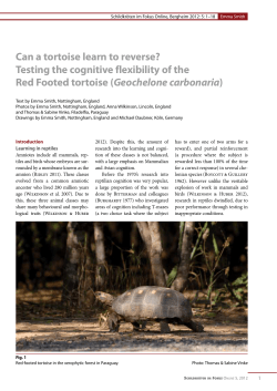Testing the cognitive flexibility of the Red Footed tortoise