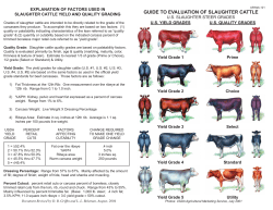 GUIDE TO EVALUATION OF SLAUGHTER CATTLE
