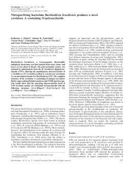 Nitrogen-fixing bacterium Burkholderia
