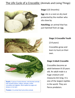 The Life Cycle of a Crocodile: (Animals and Living Things)