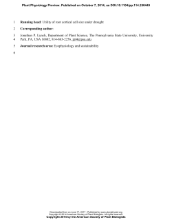 Large root cortical cell size improves drought tolerance in maize