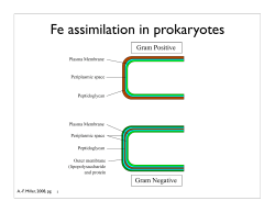 Fe assimilation in prokaryotes