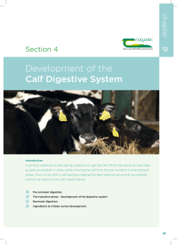 Development of the Calf Digestive System