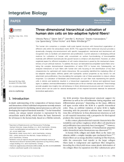 Three-dimensional hierarchical cultivation of human skin cells on