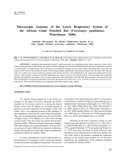 Microscopic Anatomy of the Lower Respiratory System of