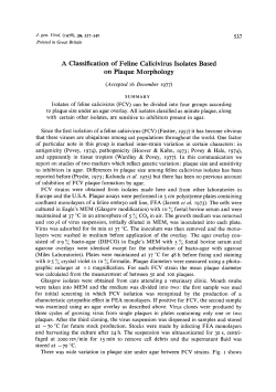 A Classification of Feline Calicivirus Isolates Based on Plaque