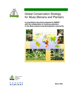 Global Conservation Strategy for Musa (Banana and Plantain)