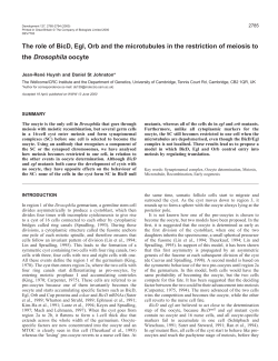 Meiosis and oocyte determination in Drosophila