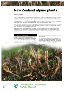 New Zealand alpine plants - Department of Conservation
