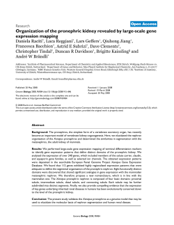 Organization of the pronephric kidney revealed by large