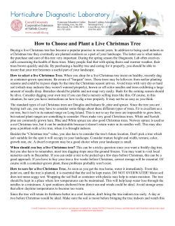 How to Choose and Plant a Live Christmas Tree