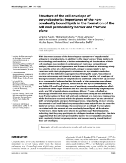 Structure of the cell envelope of corynebacteria: importance of the non