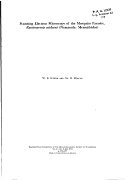 Scanning electron microscopy of the mosquito parasite